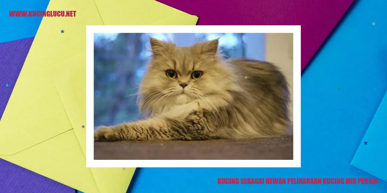 Gambar Kucing Mix Persia
