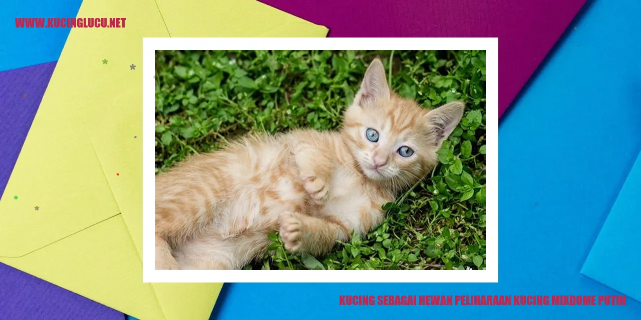 Kucing mixdome putih yang menawan