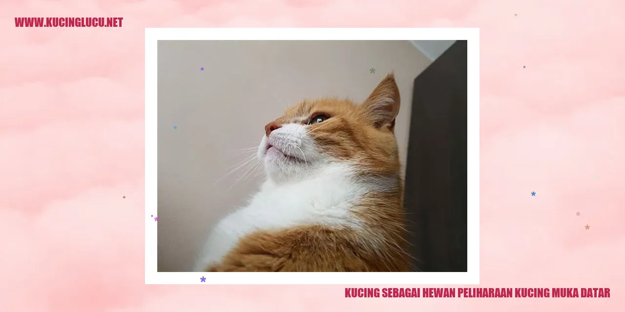 Kucing muka datar yang lucu