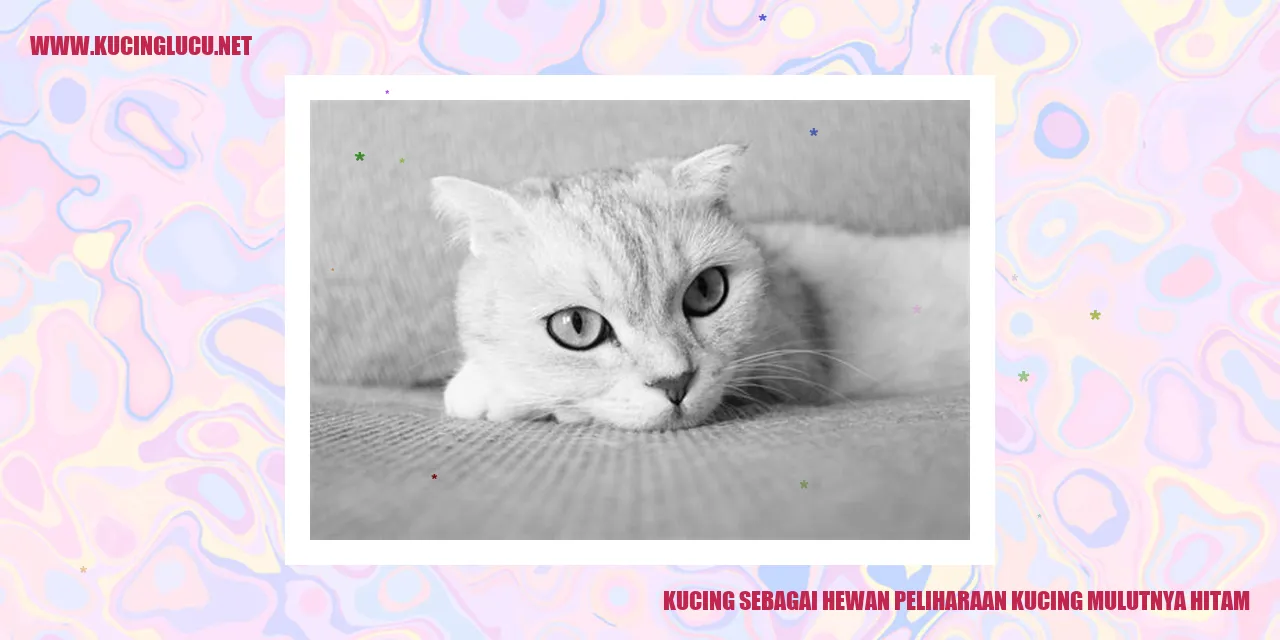 Gambar kucing