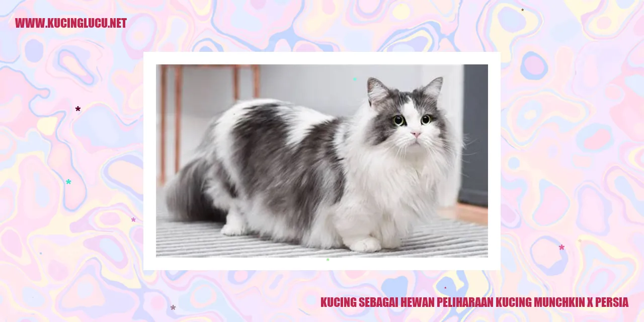 Hewan Peliharaan Kucing Munchkin x Persia