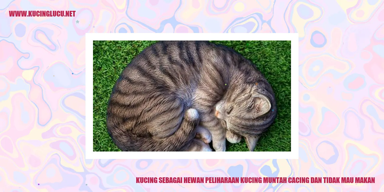 Gambar kucing yang lucu