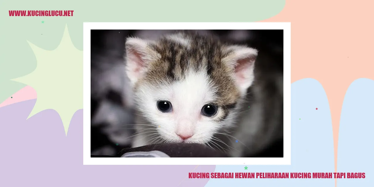 Kucing sebagai Hewan Peliharaan kucing murah tapi bagus