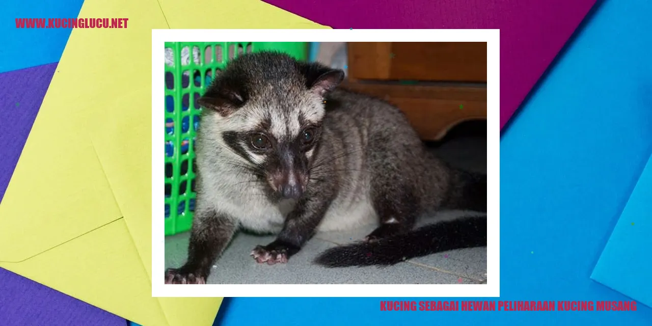 Gambar Kucing Musang yang Menggemaskan
