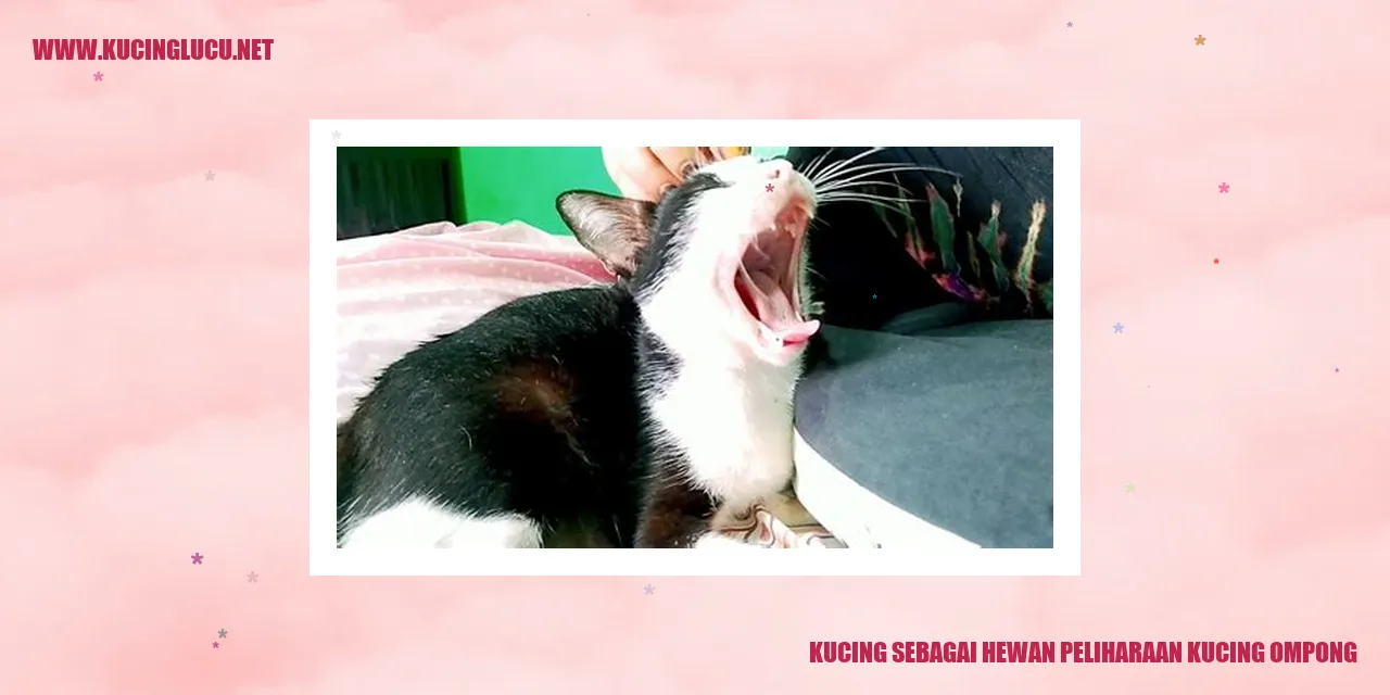 Gambar Kucing Peliharaan