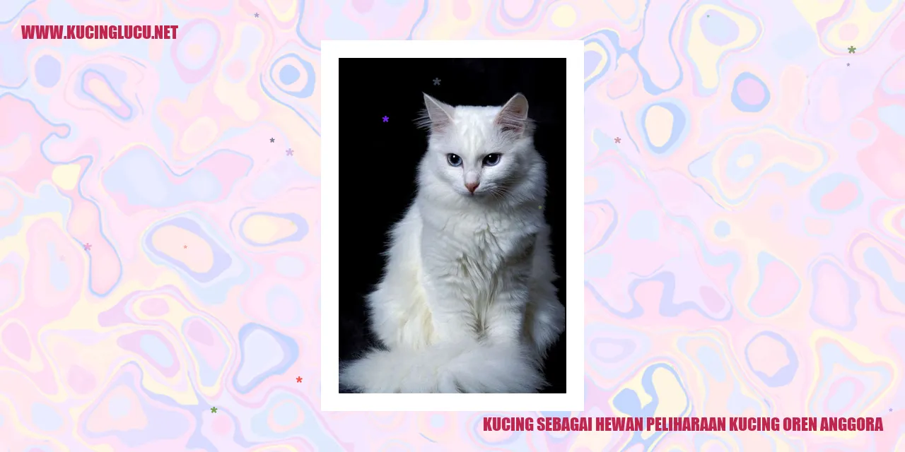 Kucing oren anggora