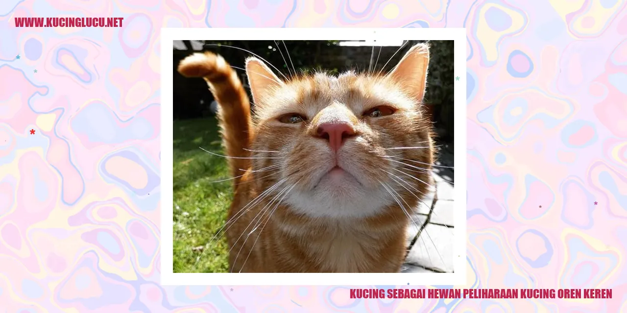 foto kucing oren yang menawan