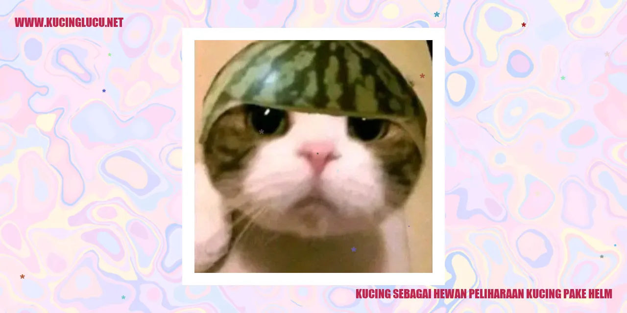 Gambar Kucing Menggunakan Helm