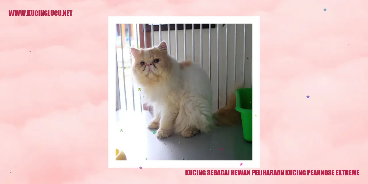 Kucing Peaknose Extreme