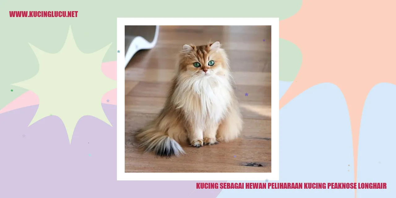 Kucing Peaknose Longhair
