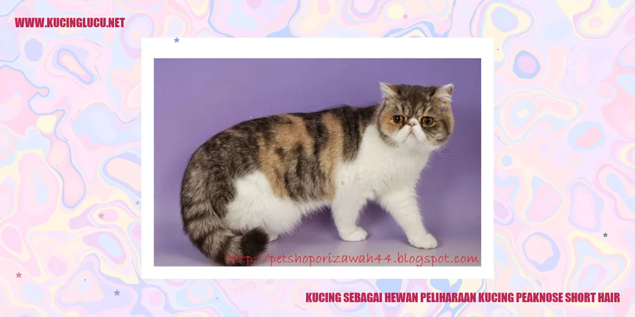 Kucing Peaknose Short Hair