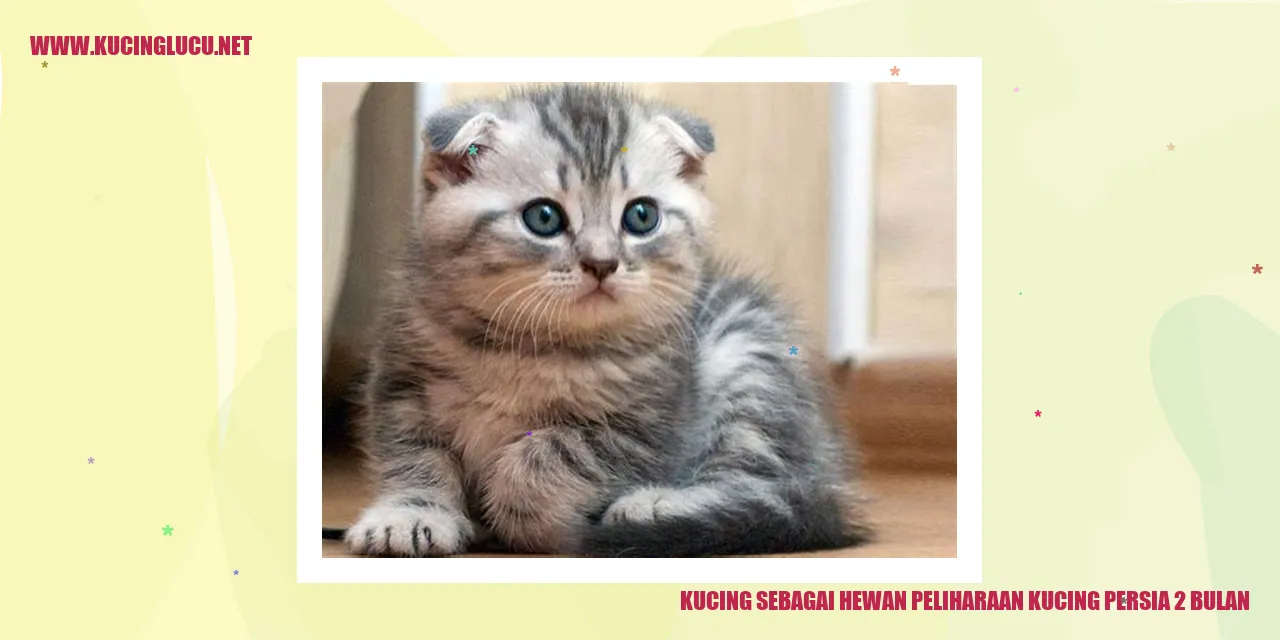 Kucing persia 2 bulan
