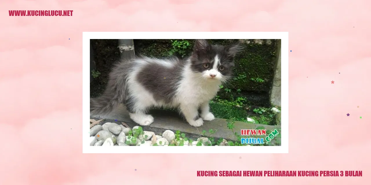 Kucing Persia 3 Bulan yang Menggemaskan