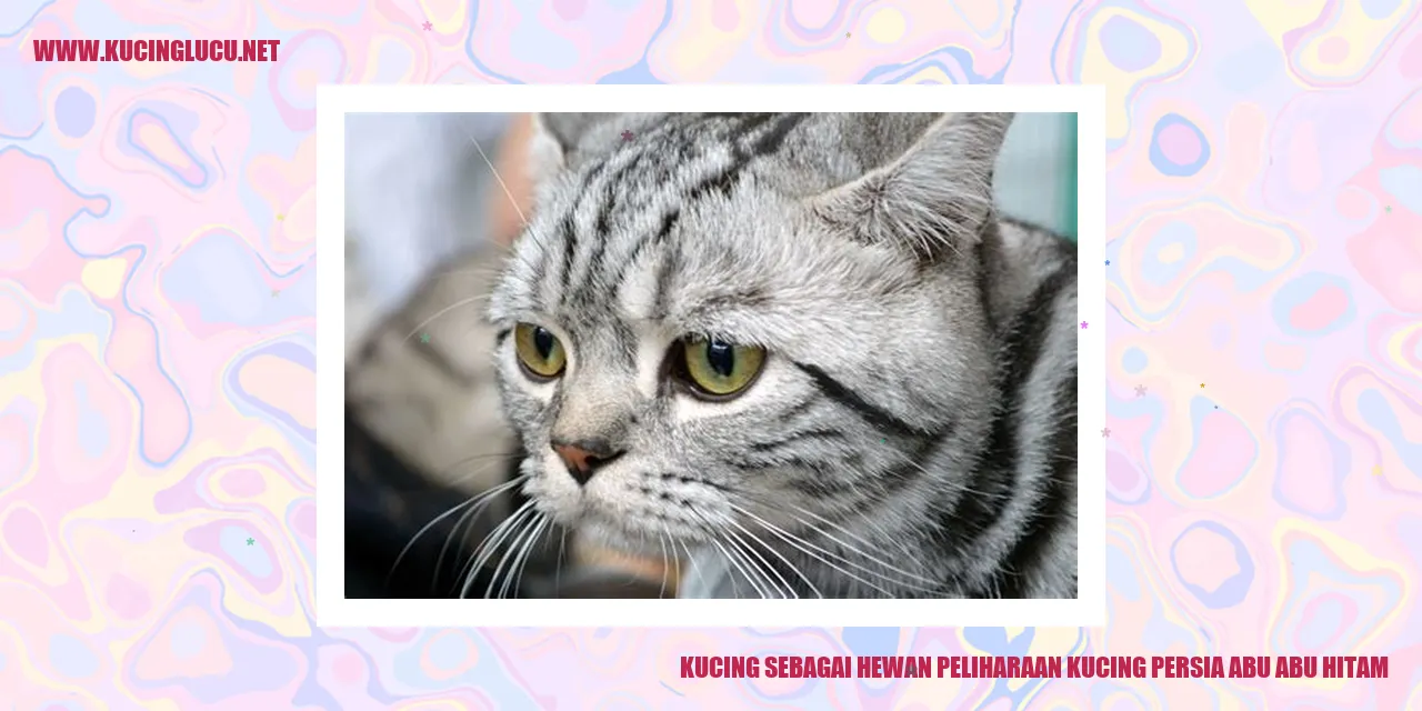 Kucing Persia Abu-Abu Hitam