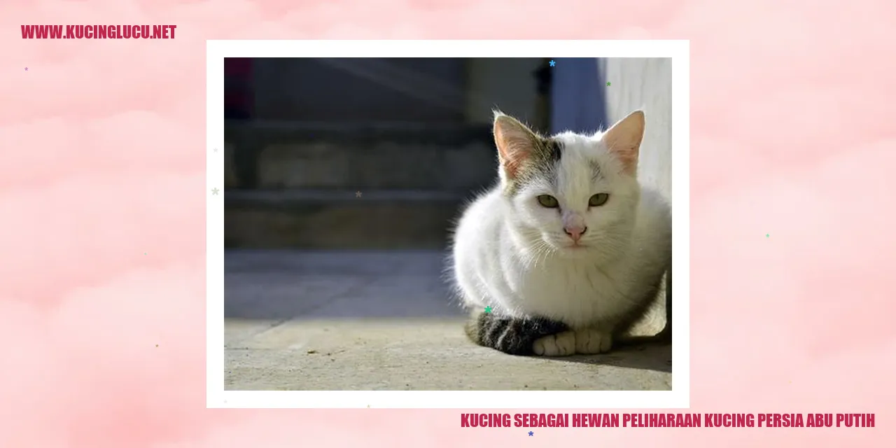 Gambar kucing persia abu putih