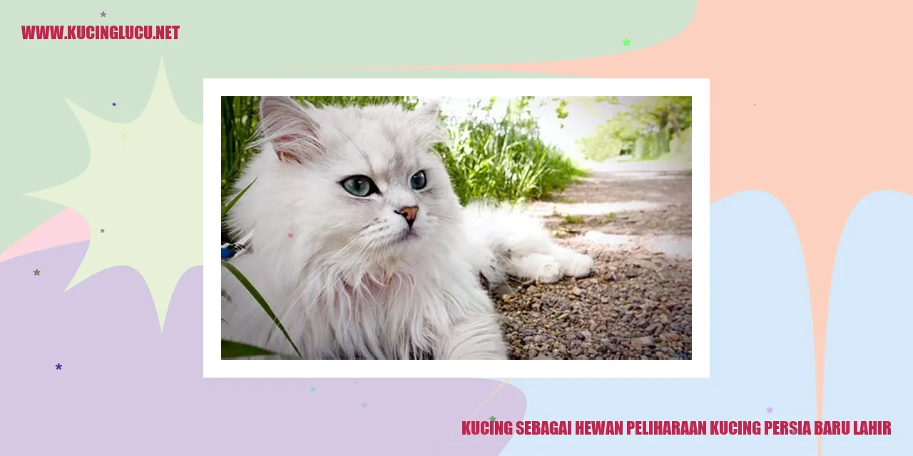 Kucing persia baru lahir