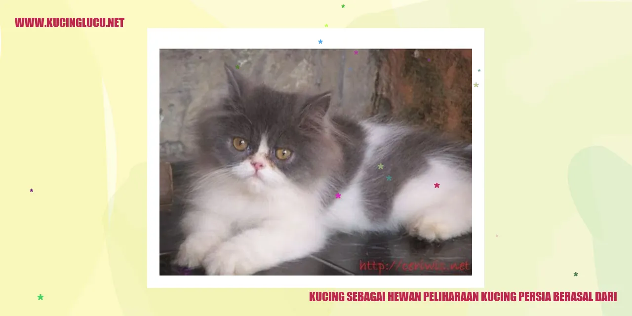 Kucing Persia