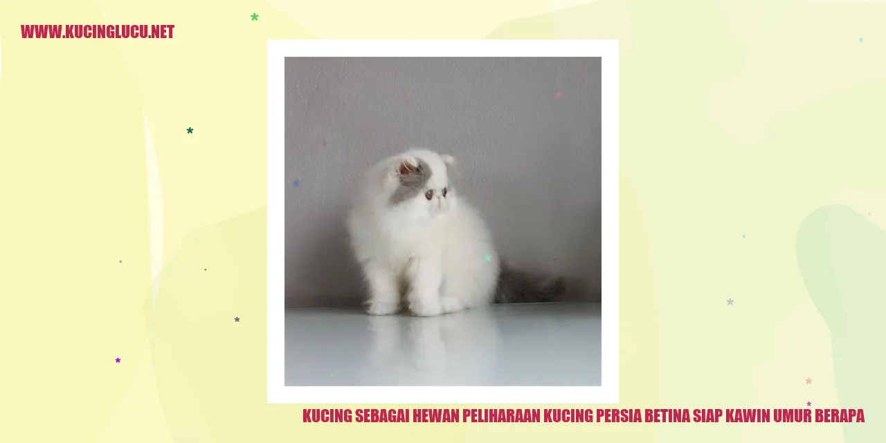 Kucing Persia Betina Siap Kawin