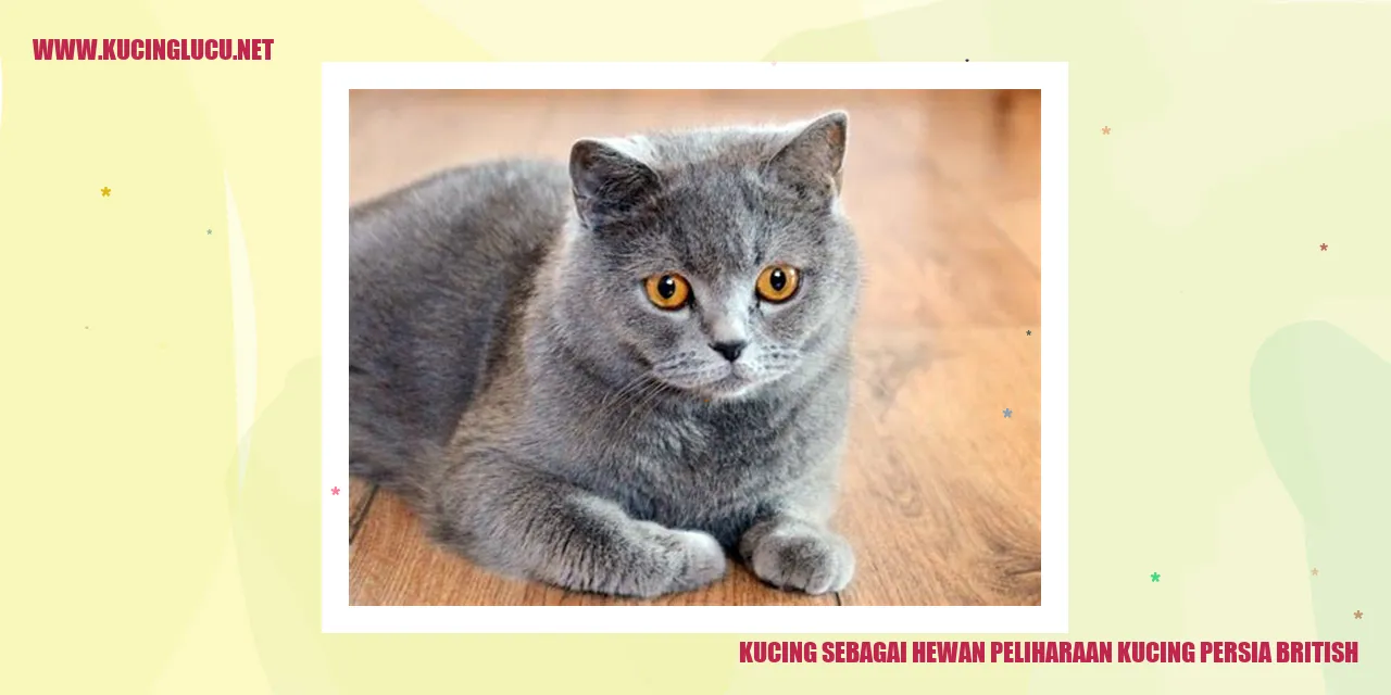 Kucing Persia British