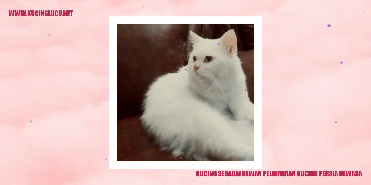 gambar kucing persia dewasa