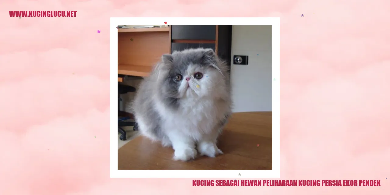 Kucing Persia Ekor Pendek