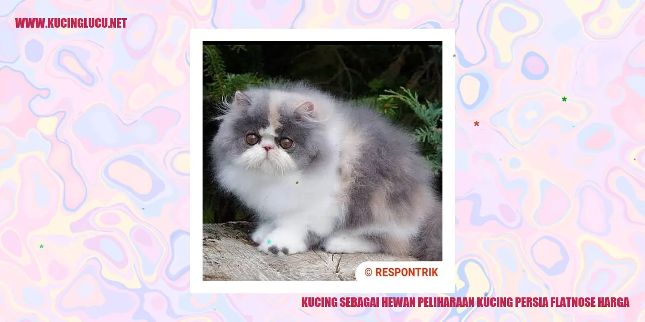 Kucing Persia Flatnose