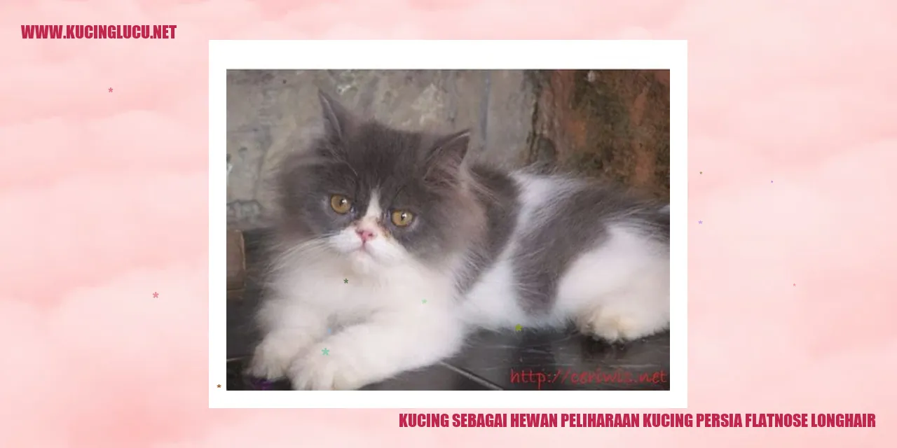 Kucing Persia Flatnose Longhair