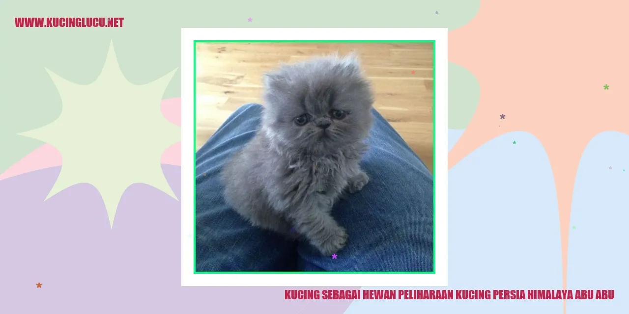 Kucing Persia Himalaya Abu-abu