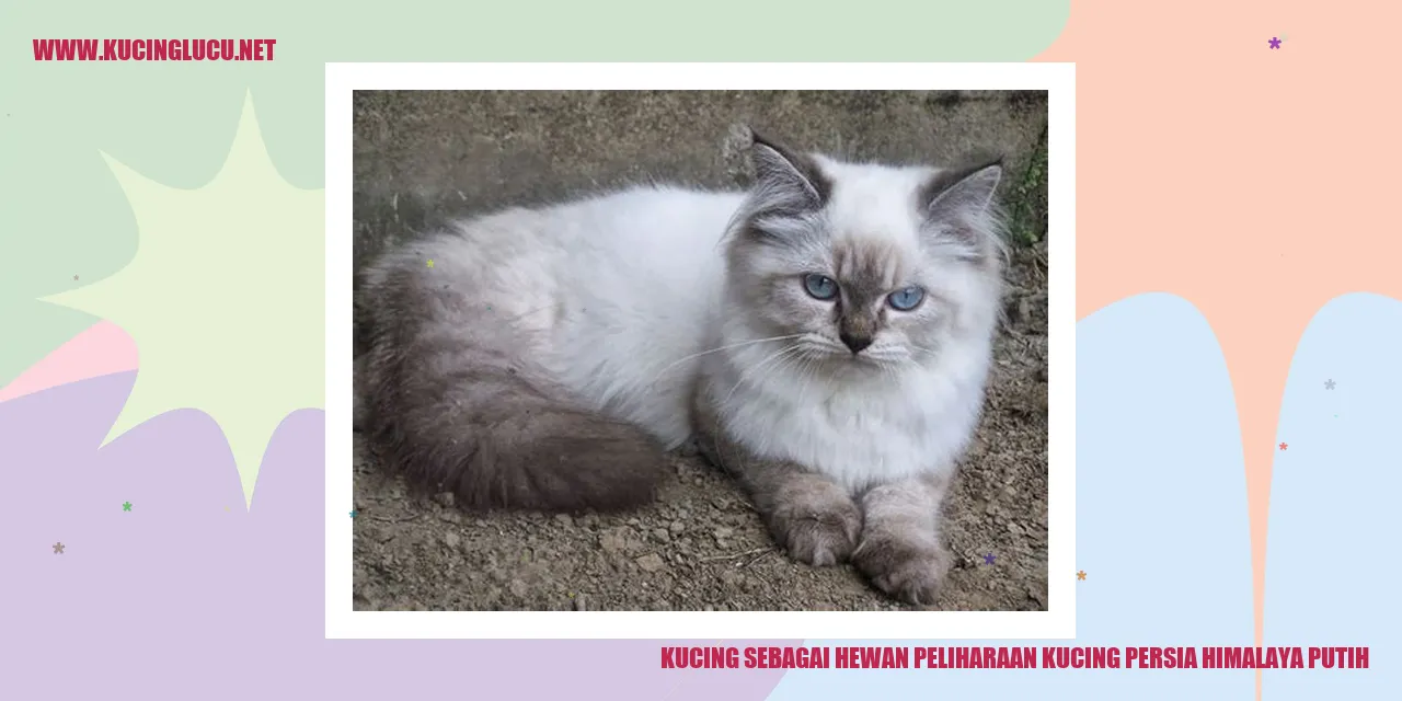 foto kucing persia himalaya putih
