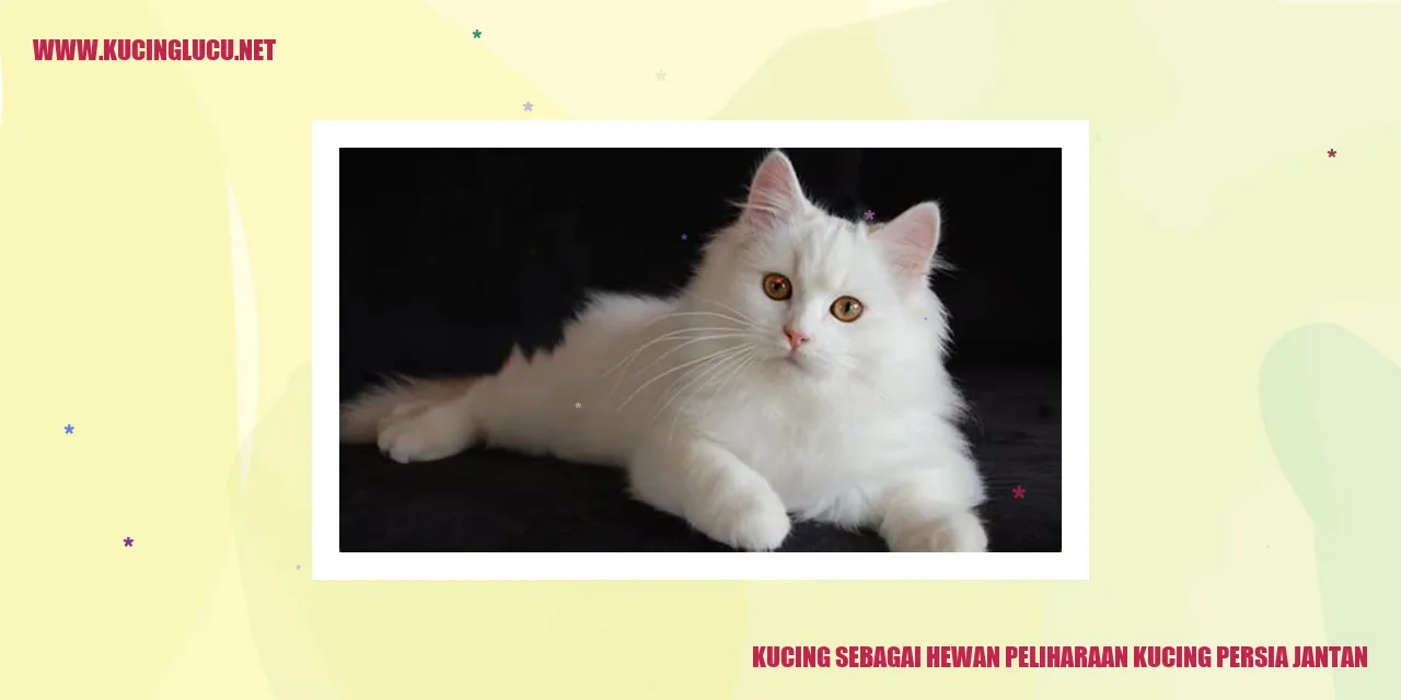 Foto Kucing Persia Jantan