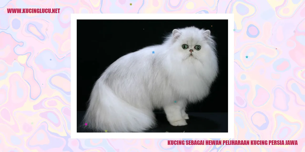kucing persia jawa