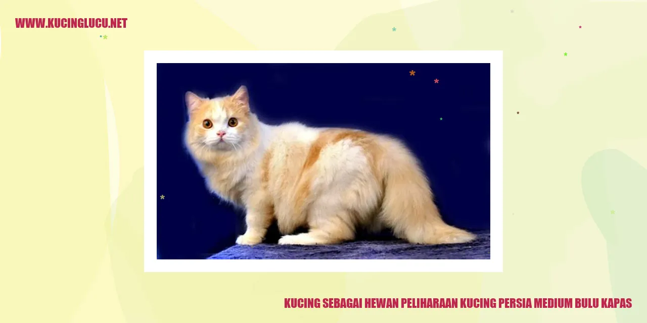 Kucing Persia Medium Bulu Kapas