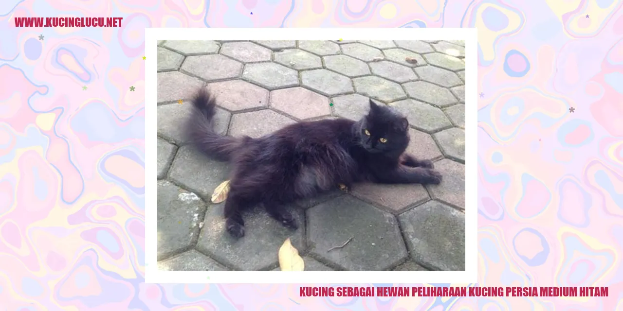 Kucing Persia Medium Hitam