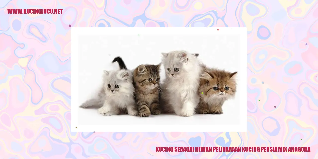 Kucing Persia Mix Anggora