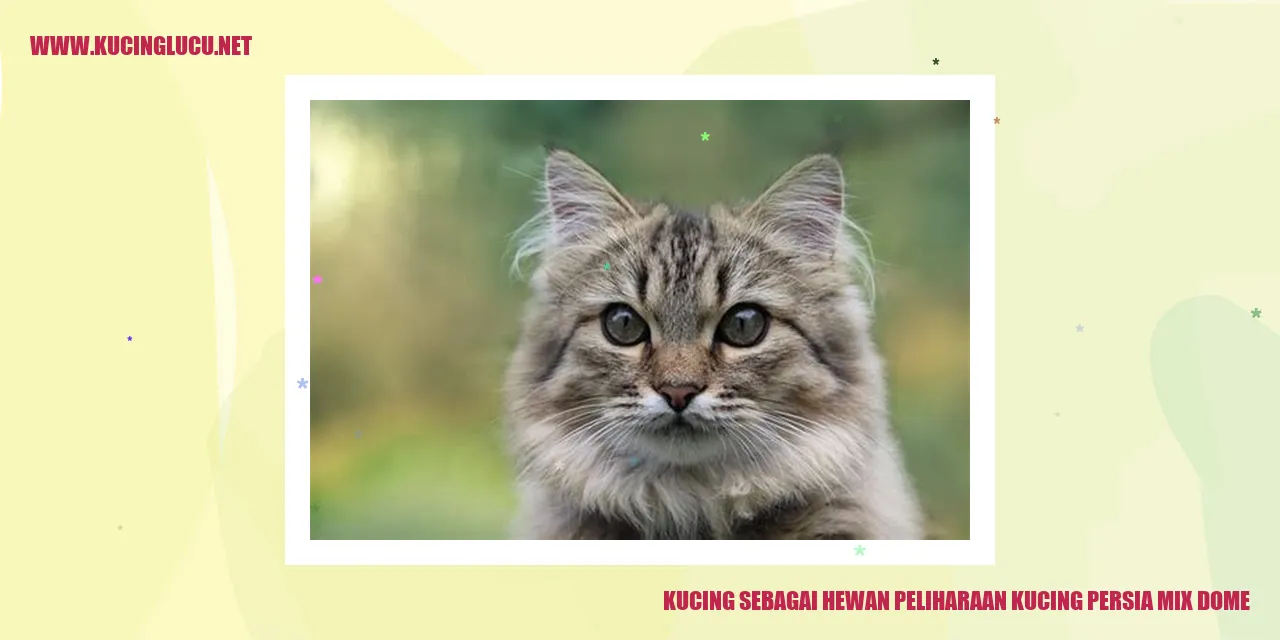 Gambar Kucing Persia mix Dome