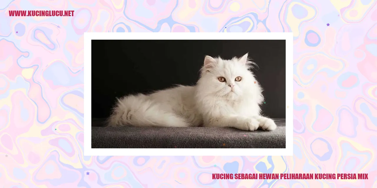 gambar kucing persia mix