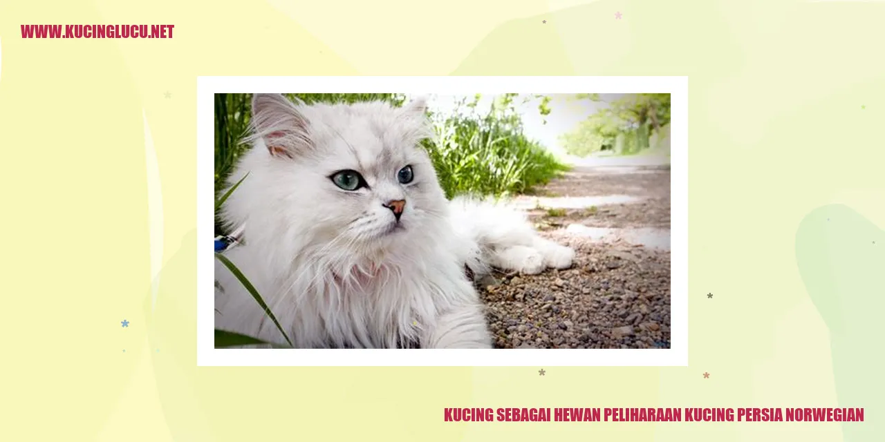 foto kucing persia norwegian