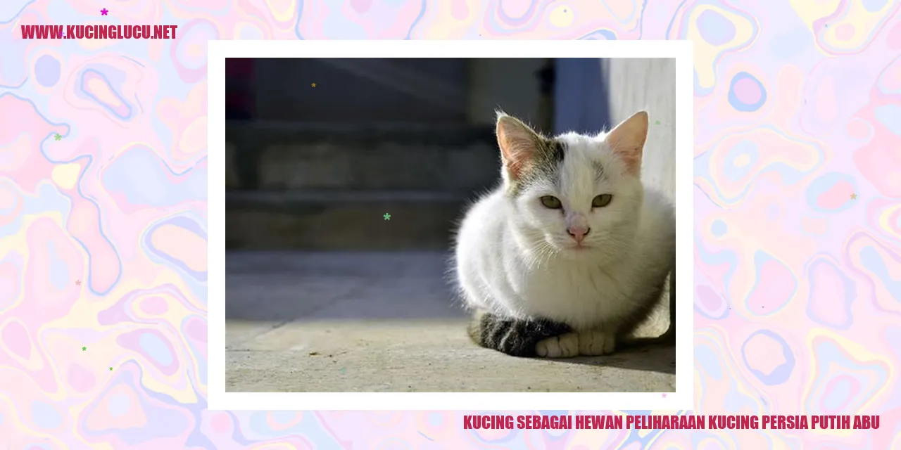 Gambar Kucing Persia Putih Abu