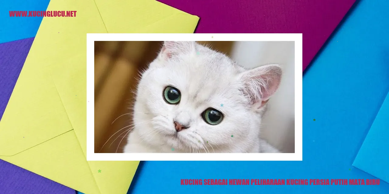 Kucing Persia Putih Mata Biru