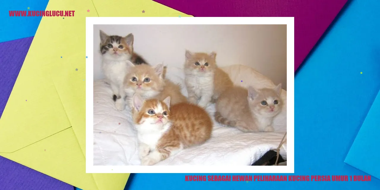 Kucing persia umur 1 bulan