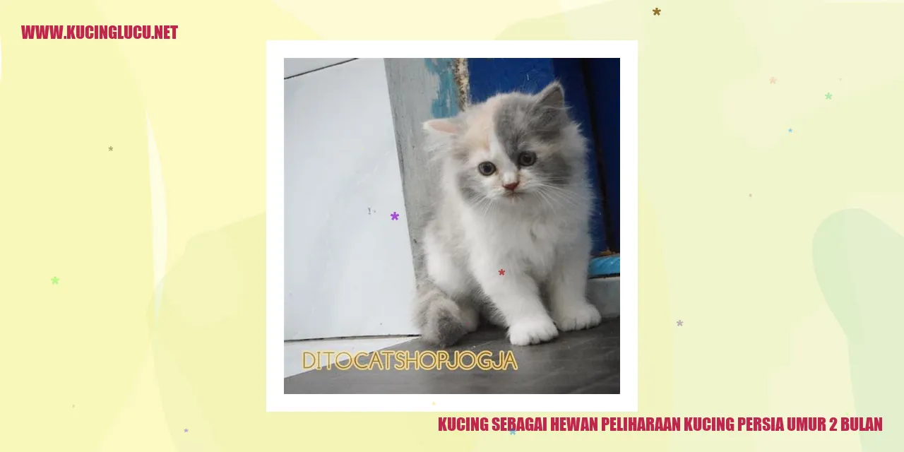 Kucing Persia Umur 2 Bulan