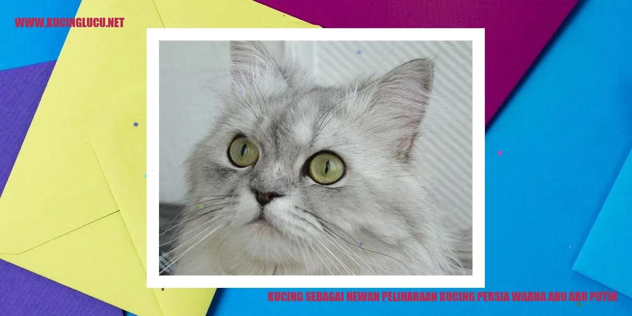 Kucing Persia Abu-abu Putih