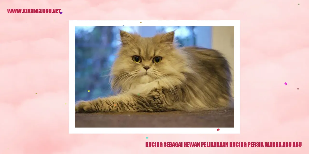 Gambar Kucing Persia Warna Abu-abu