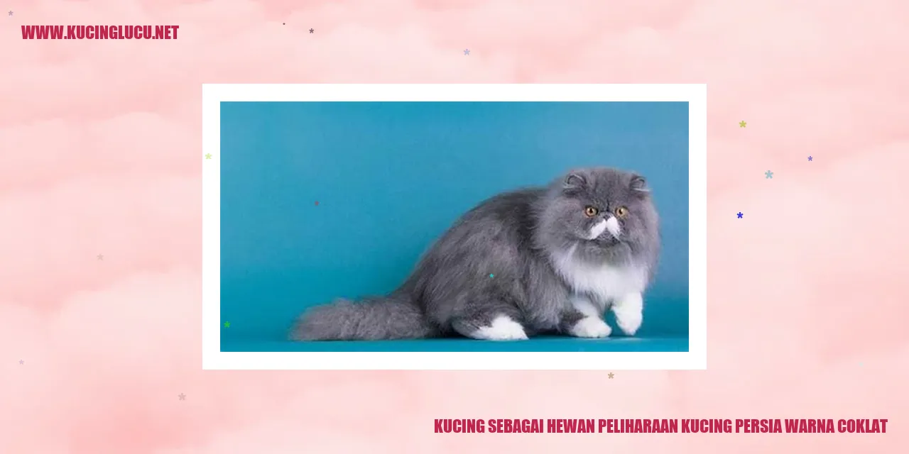 Kucing Persia Warna Coklat