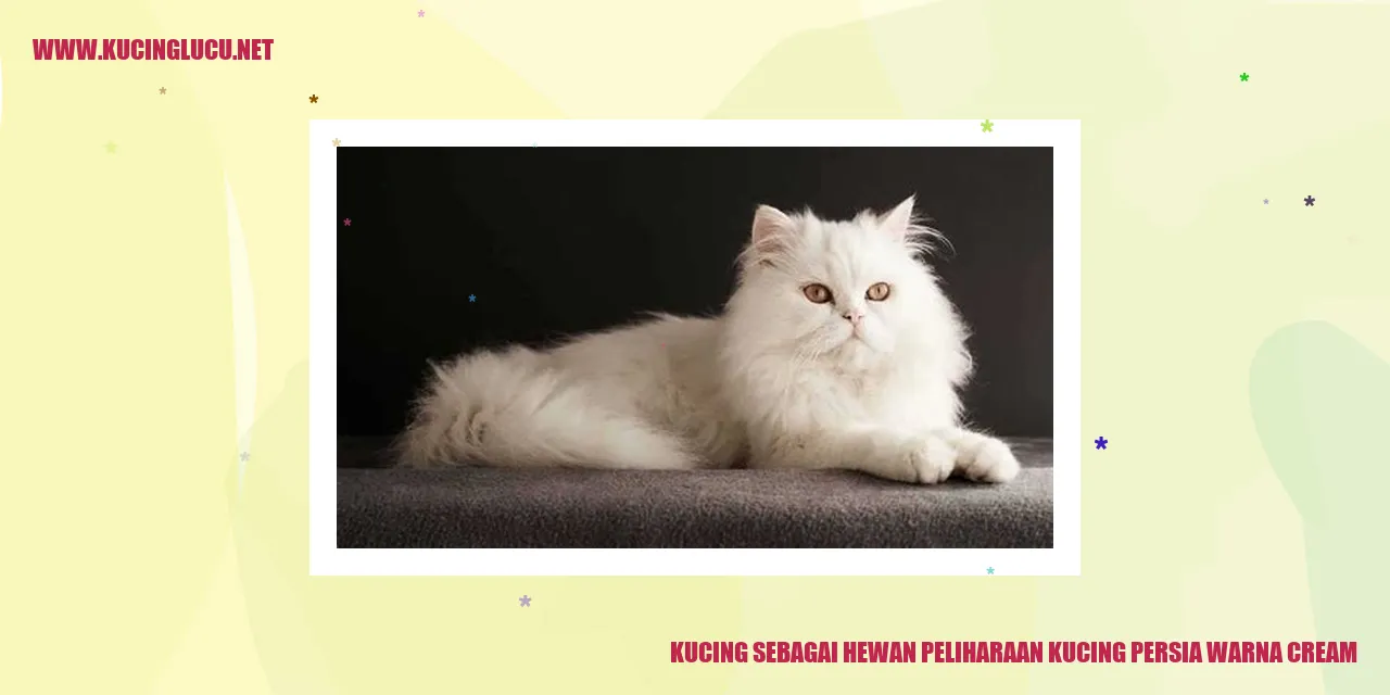 Gambar Kucing Persia Warna Cream