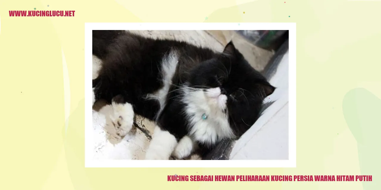 Kucing Persia Warna Hitam Putih