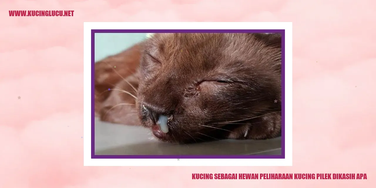 Gambar kucing