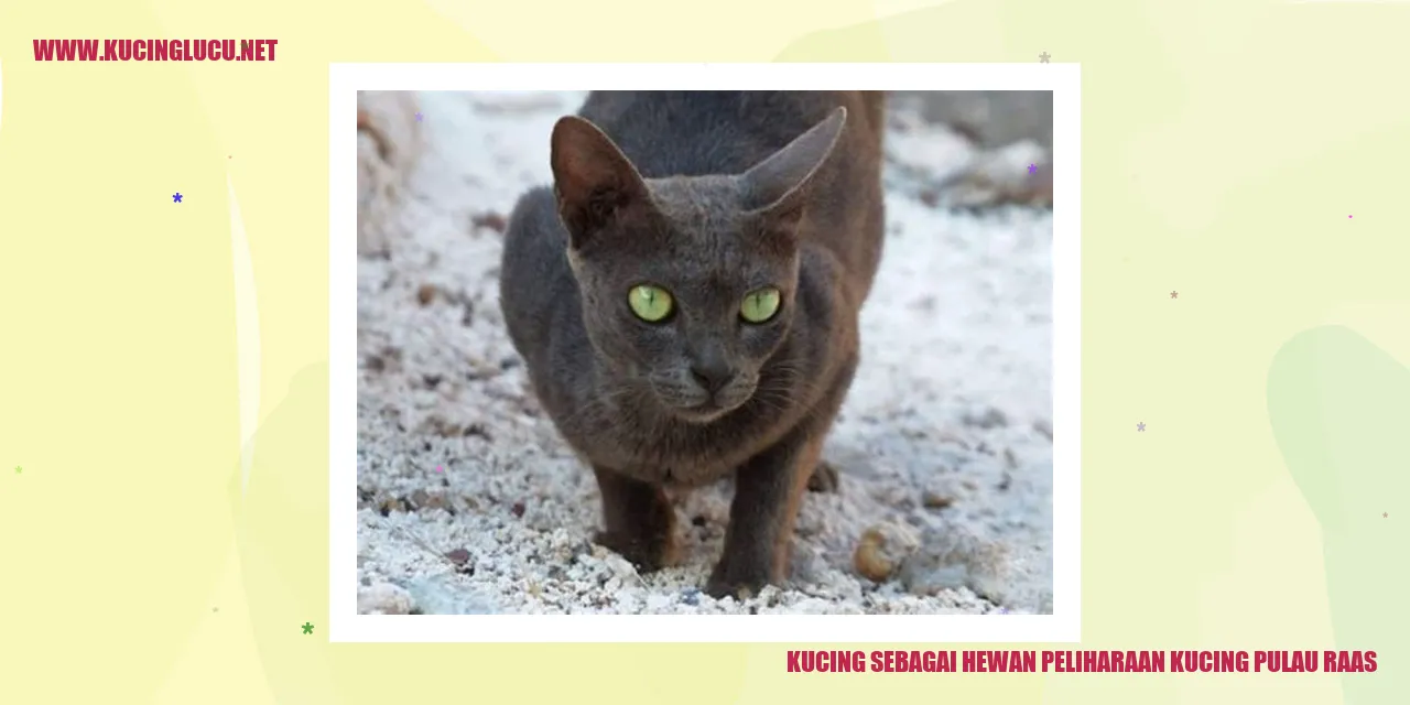 Kucing sebagai Hewan Peliharaan di Pulau Raas