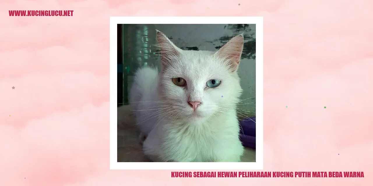 Kucing Putih Mata Beda Warna