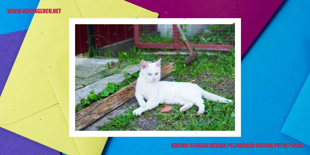 Kucing Putih Polos